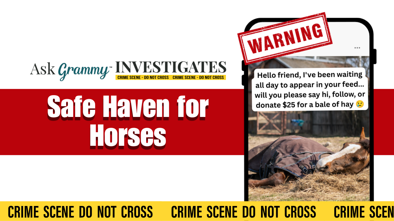 Social media post on a mobile phone, featuring a horse laying on the ground